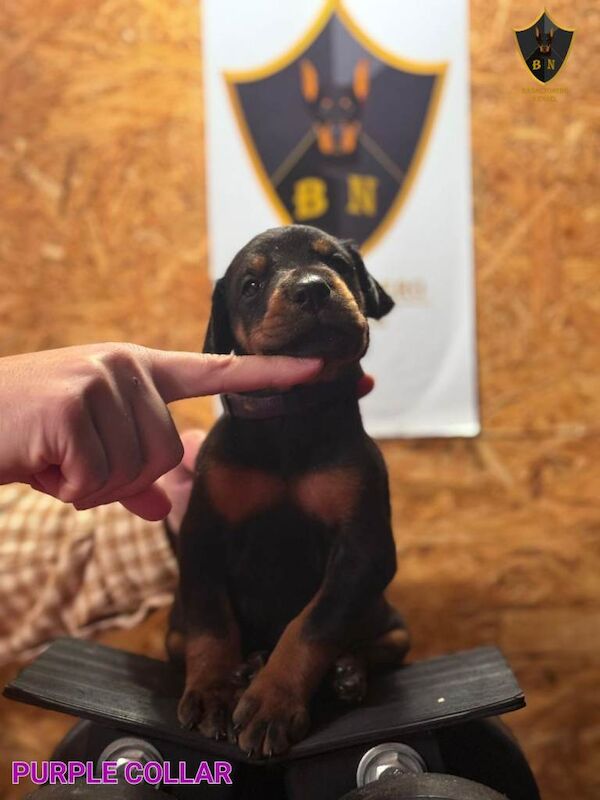 Doberman puppies for sale in Barnet, Greater London β KC registered, 7 weeks old - Image 4 of 6