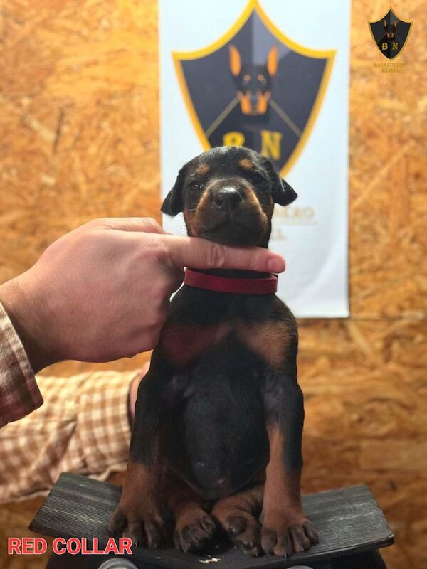 Doberman puppies for sale in Barnet, Greater London β KC registered, 7 weeks old - Image 5 of 6