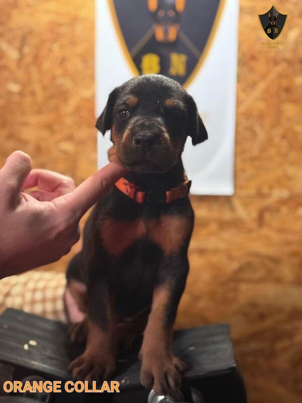 Doberman puppies for sale in Barnet, Greater London β KC registered, 7 weeks old - Image 6 of 6