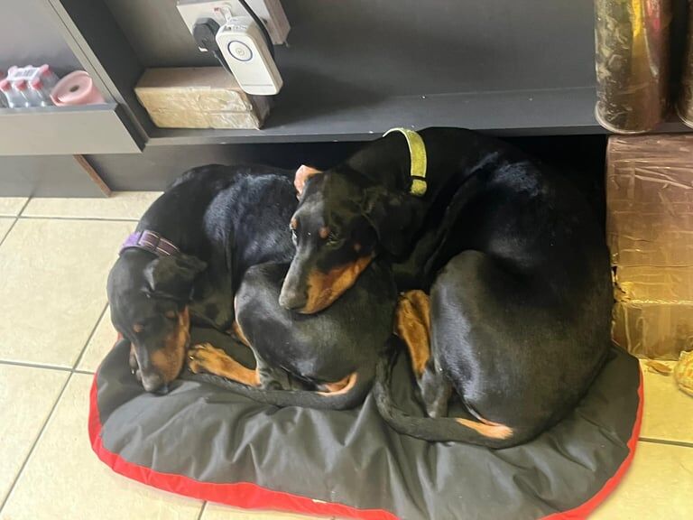 Doberman puppies for sale in Newcastle upon Tyne, Tyne and Wear – KC registered, 3 months old