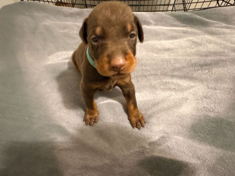 KC Registered Doberman Puppies - 91 Champions in Bloodline