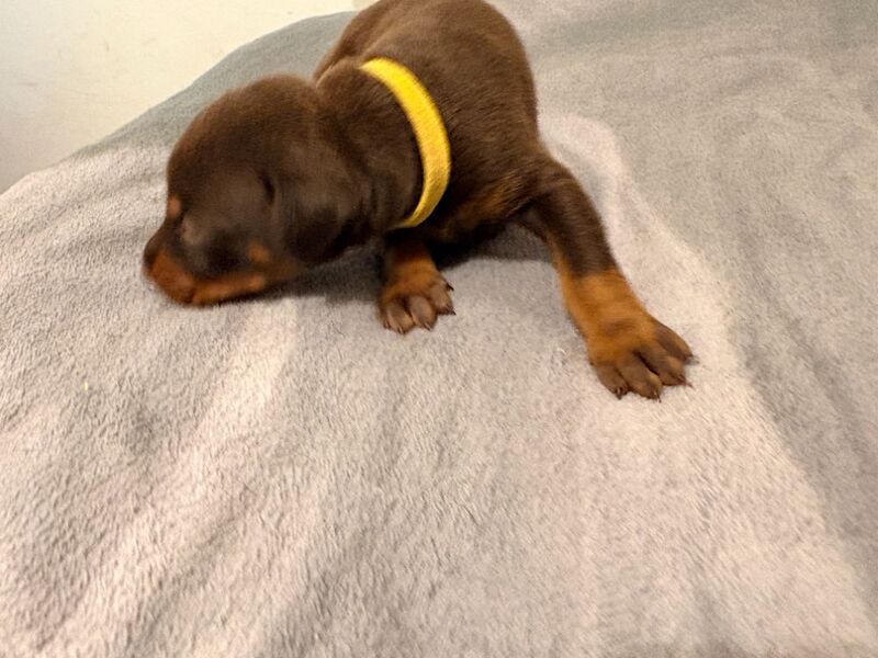 KC Registered Doberman Puppies - 91 Champions in Bloodline - Image 3 of 9