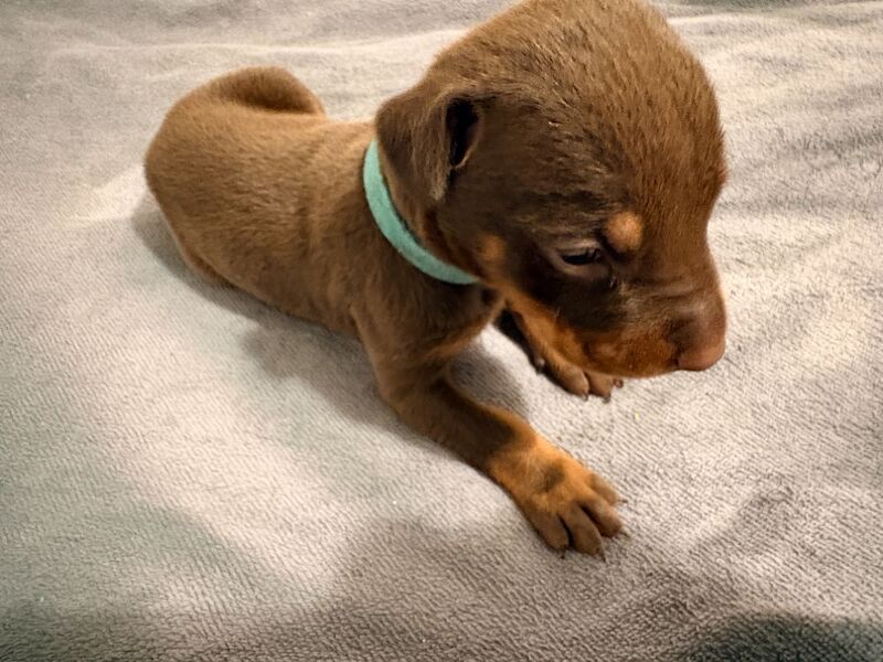 KC Registered Doberman Puppies - 91 Champions in Bloodline - Image 4 of 9