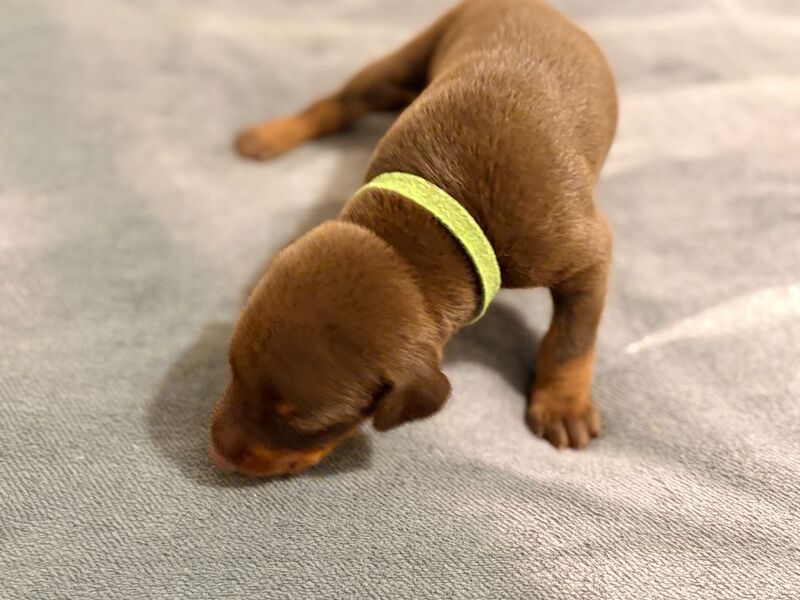 KC Registered Doberman Puppies - 91 Champions in Bloodline - Image 5 of 9