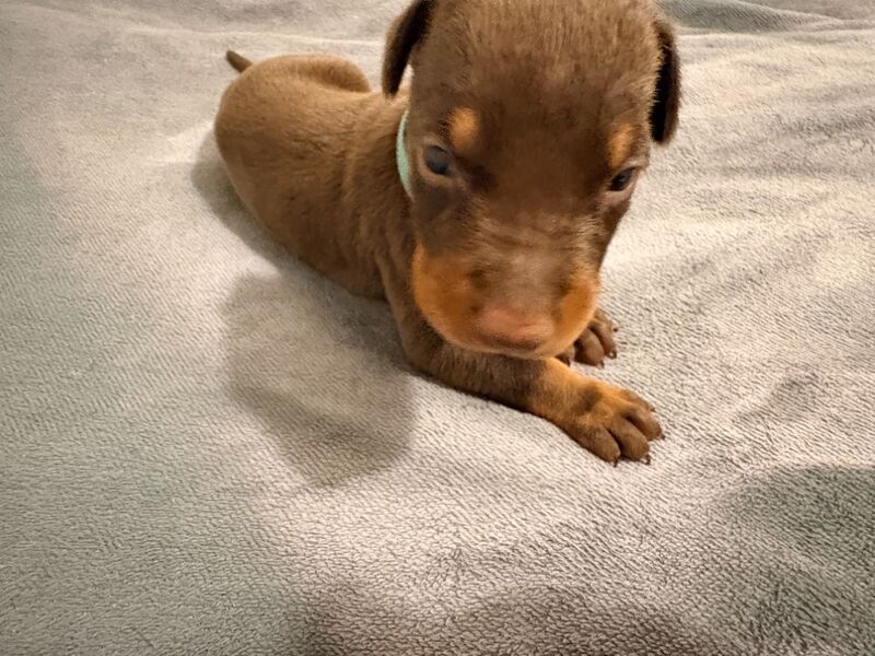 KC Registered Doberman Puppies - 91 Champions in Bloodline - Image 6 of 9