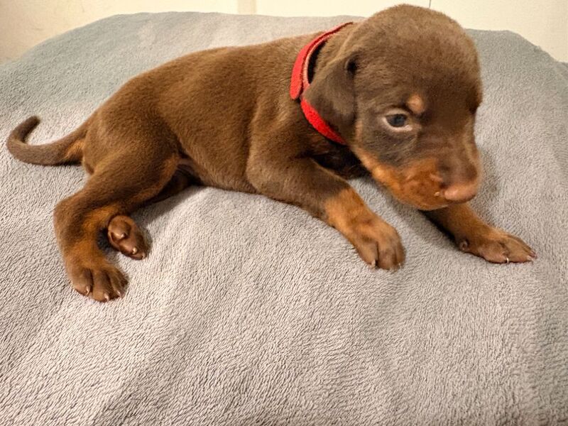 KC Registered Doberman Puppies - 91 Champions in Bloodline - Image 8 of 9