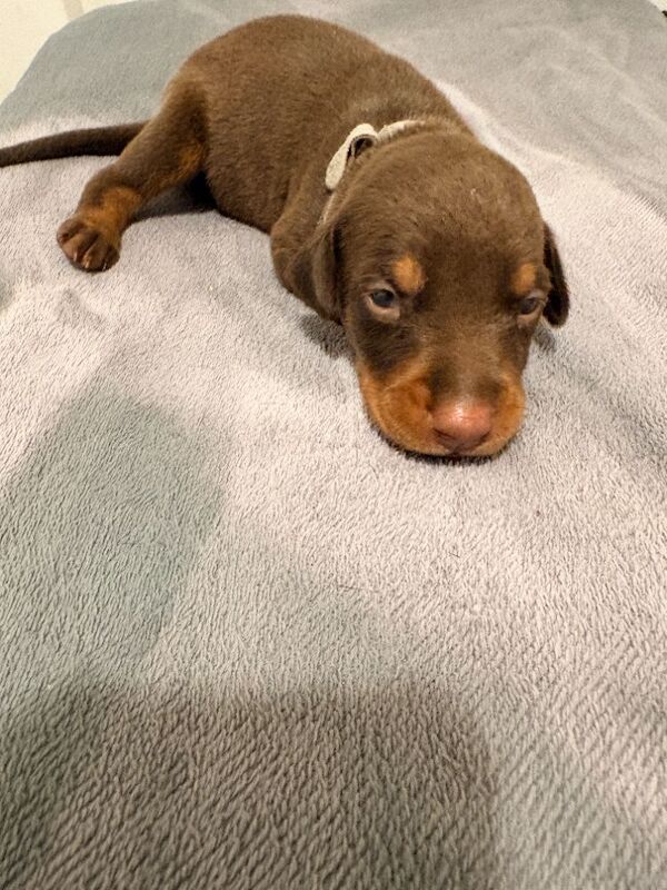 KC Registered Doberman Puppies - 91 Champions in Bloodline - Image 9 of 9