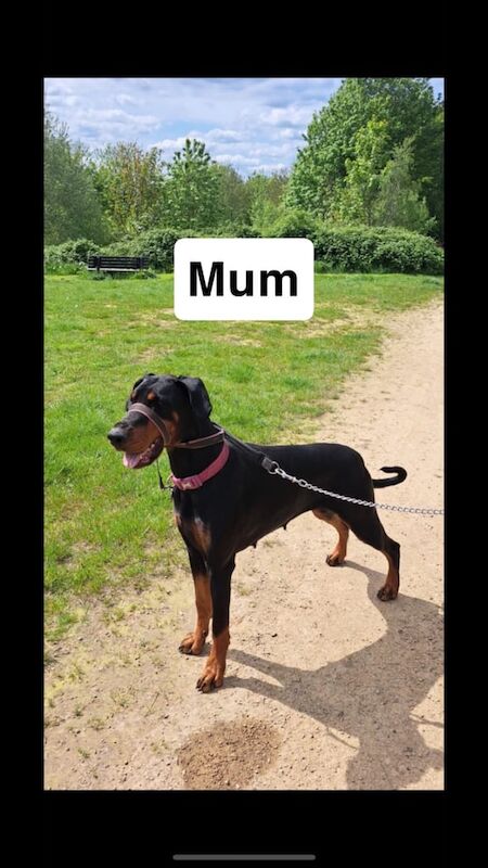 KC Registered Dobermann's READY TO LEAVE!!!! for sale in Dewsbury, West Yorkshire