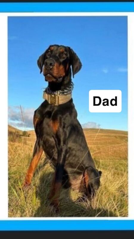 KC Registered Dobermann's READY TO LEAVE!!!! for sale in Dewsbury, West Yorkshire | Image 2