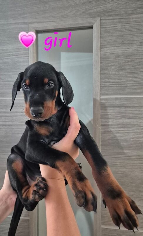 KC Registered Dobermann's READY TO LEAVE!!!! for sale in Dewsbury, West Yorkshire | Image 3