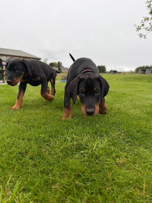KC registered female pup