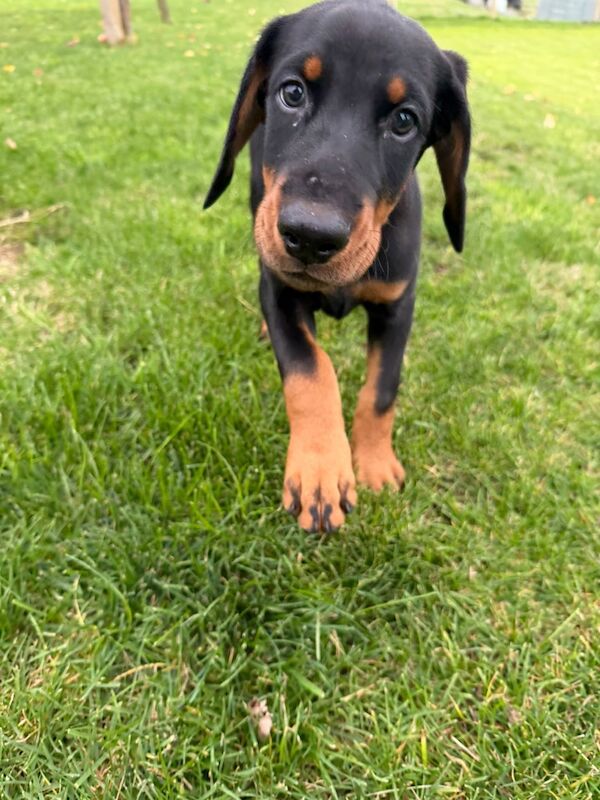 KC registered female pup - Image 2 of 5