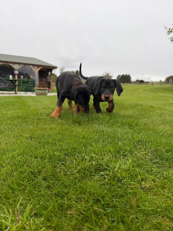 KC registered female pup - Image 3 of 5