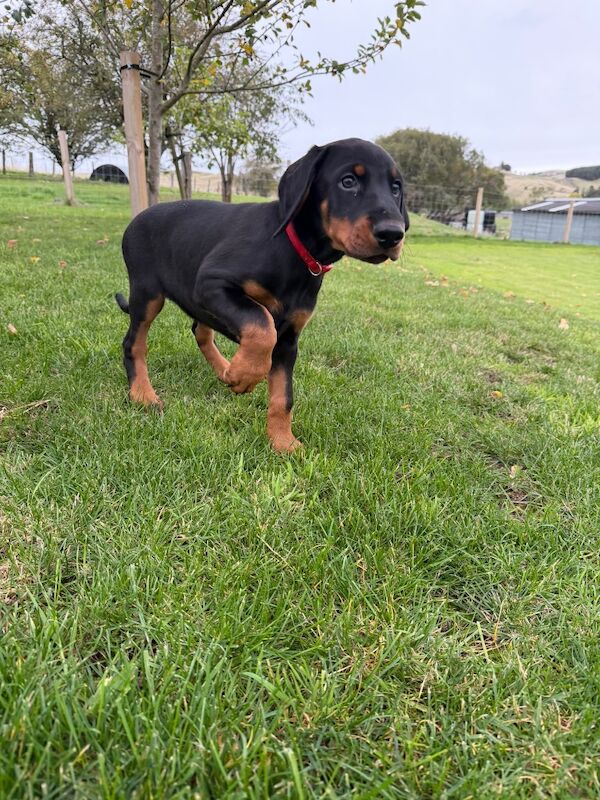 KC registered female pup - Image 4 of 5