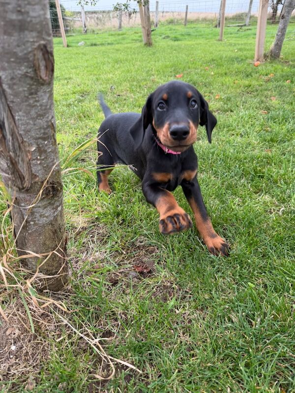 KC registered female pup - Image 5 of 5