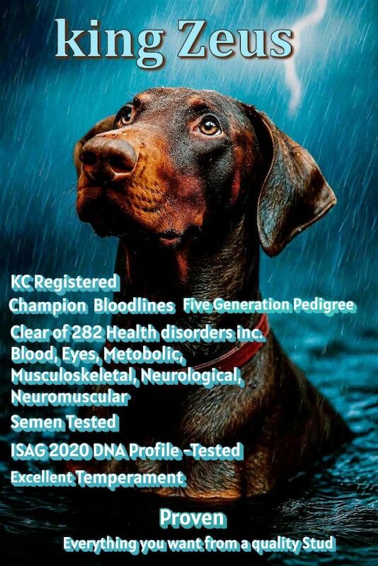 King Zeus Proven Stud-&pound;500