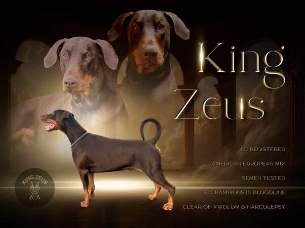 King Zeus Proven Stud-&pound;500 - Image 2 of 3