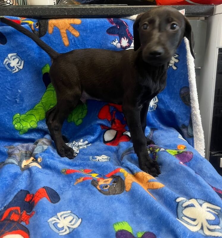 Doberman puppies for sale in Shrewsbury, Shropshire – 8 weeks old