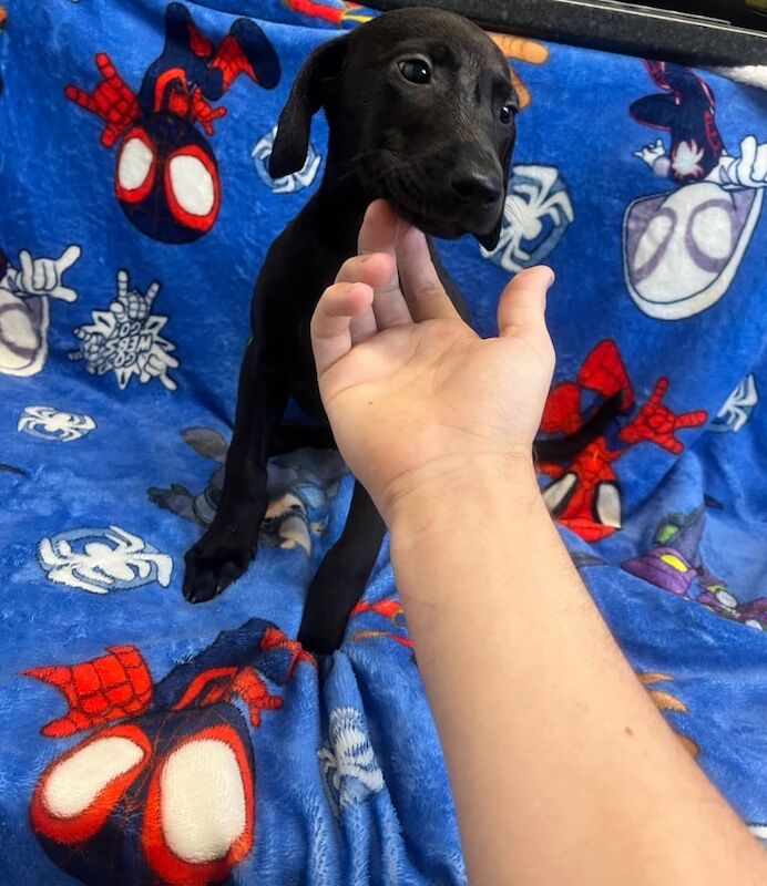 Doberman puppies for sale in Shrewsbury, Shropshire – 8 weeks old - Image 2 of 3