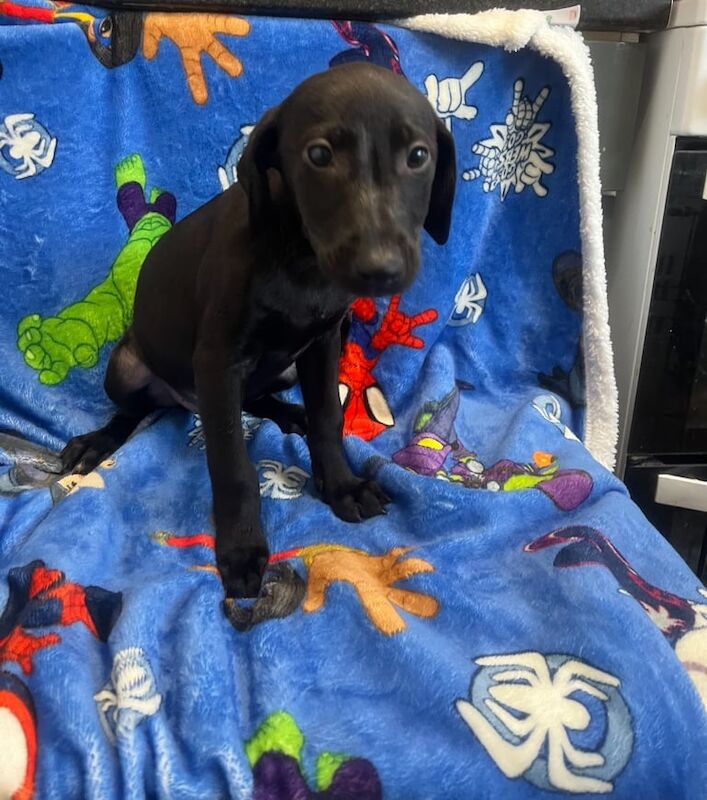 Doberman puppies for sale in Shrewsbury, Shropshire – 8 weeks old - Image 3 of 3