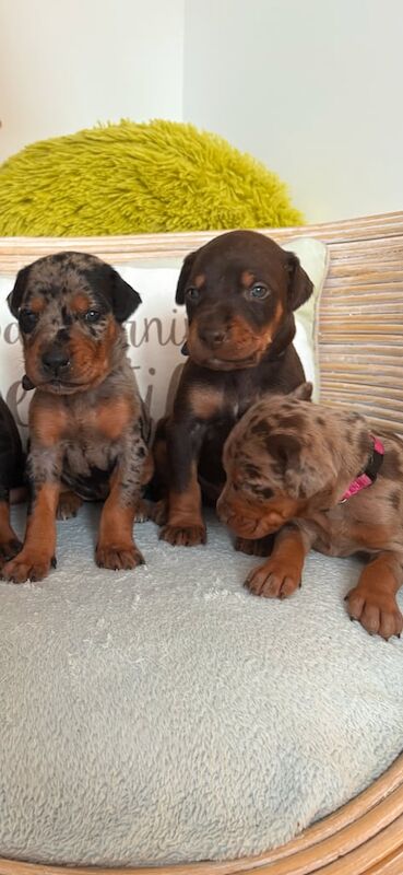 Leopard Dobermann pups for sale in Stranraer, Wigtown