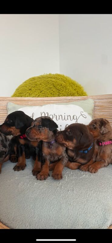 Leopard Dobermann pups for sale in Stranraer, Wigtown | Image 2