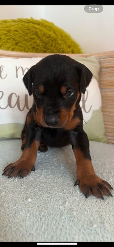 Leopard Dobermann pups for sale in Stranraer, Wigtown | Image 3