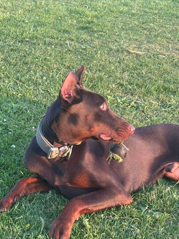 Doberman puppies for sale in East Finchley, Greater London – 1 year old