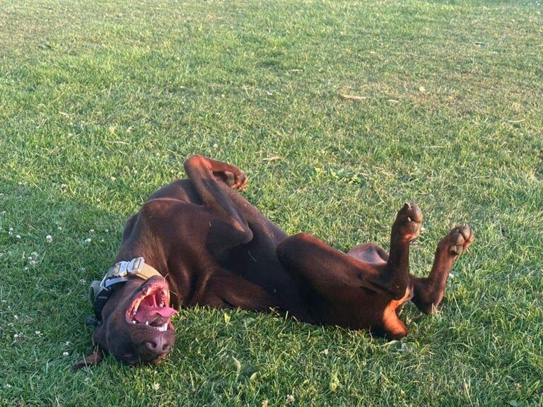 Doberman puppies for sale in East Finchley, Greater London – 1 year old - Image 2 of 3