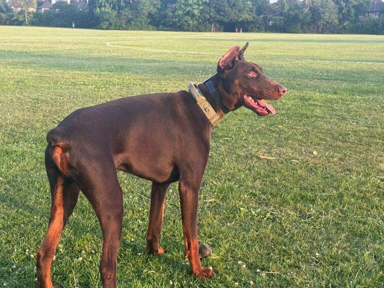 Doberman puppies for sale in East Finchley, Greater London – 1 year old - Image 3 of 3