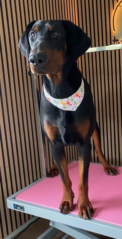 Doberman puppies for sale in Ballymena, County Antrim – 10 months old