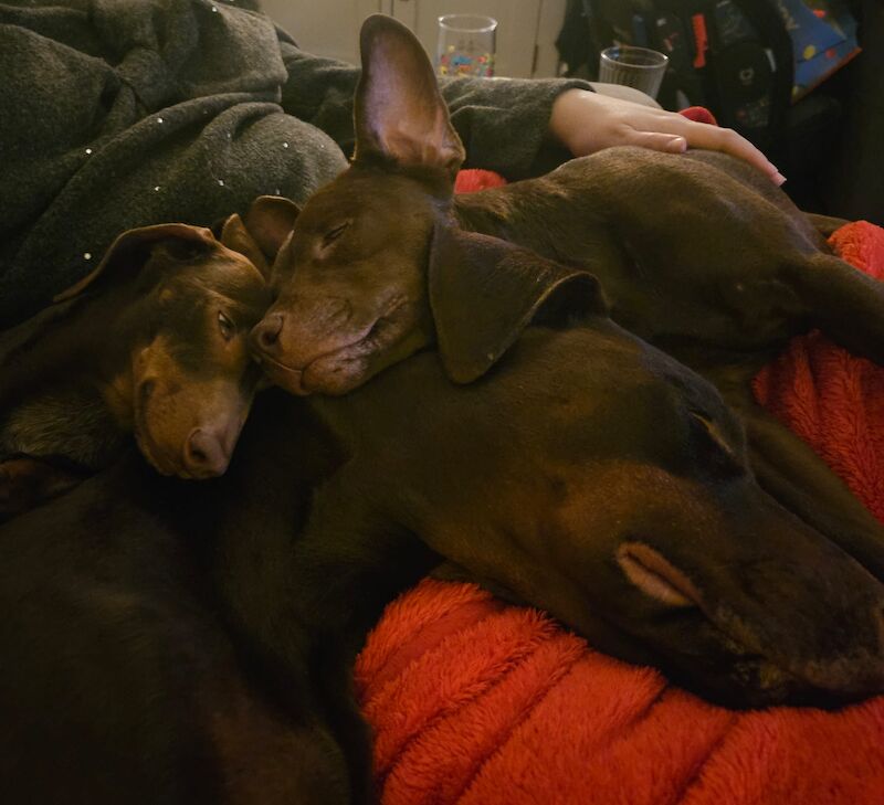 Male Dobermann