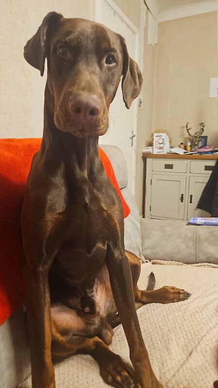 Male Dobermann - Image 2 of 8