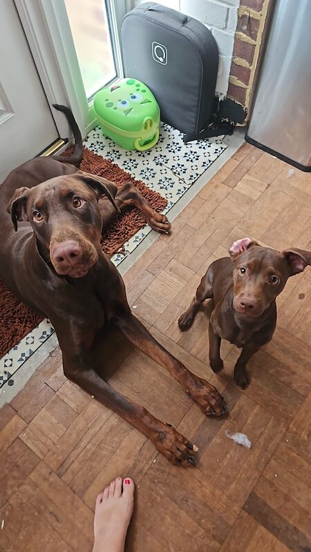 Male Dobermann - Image 3 of 8