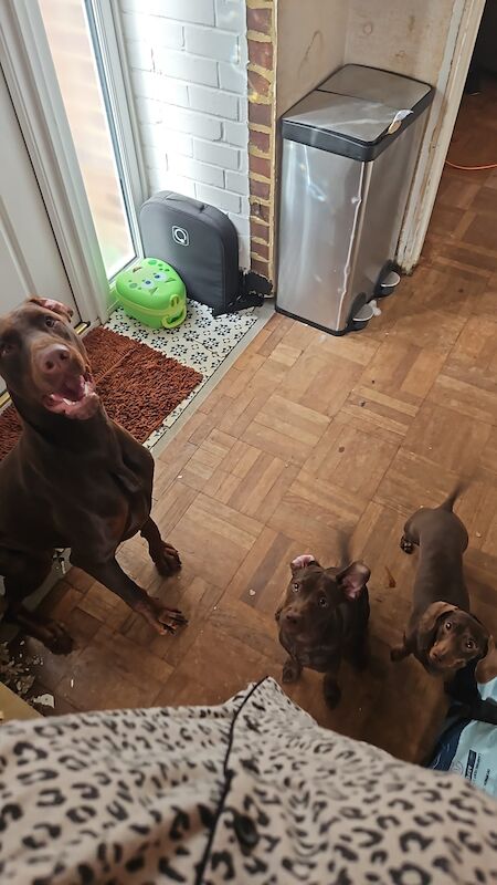 Male Dobermann - Image 4 of 8
