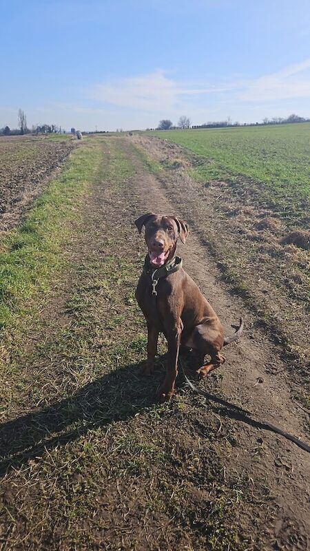 Male Dobermann - Image 5 of 8