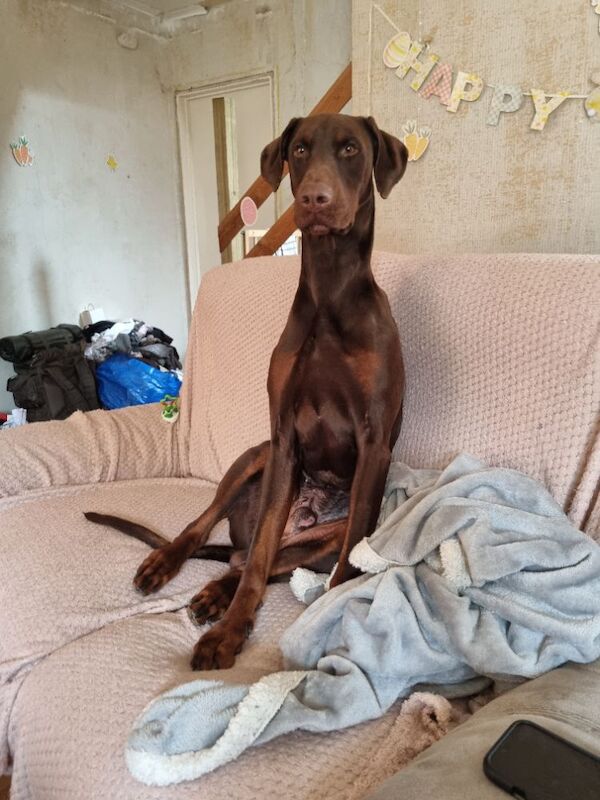 Male Dobermann - Image 6 of 8