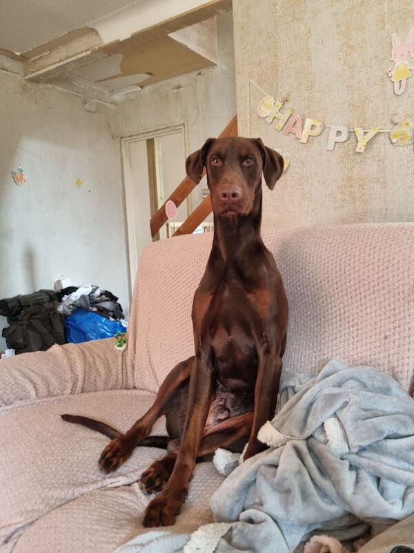 Male Dobermann - Image 7 of 8