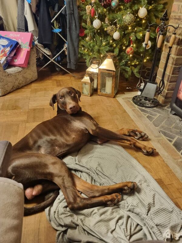 Male Dobermann - Image 8 of 8