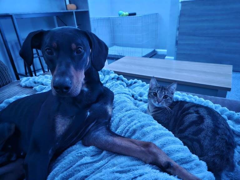 Doberman puppies for sale in Cambridge, Cambridgeshire – 1 year old