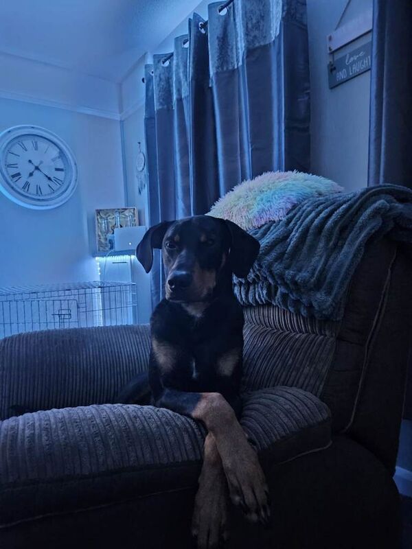 Doberman puppies for sale in Cambridge, Cambridgeshire – 1 year old - Image 2 of 3