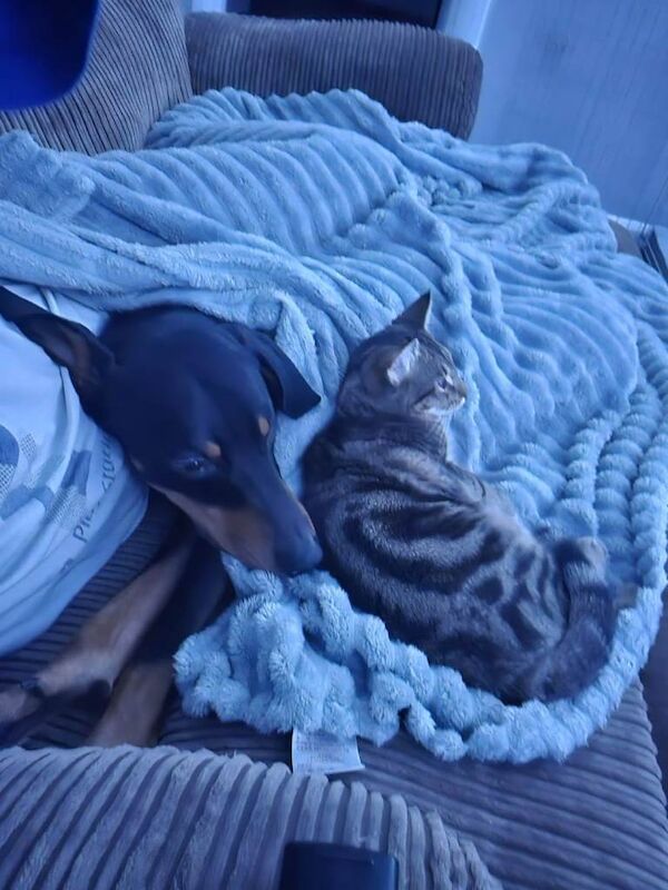 Doberman puppies for sale in Cambridge, Cambridgeshire – 1 year old - Image 3 of 3