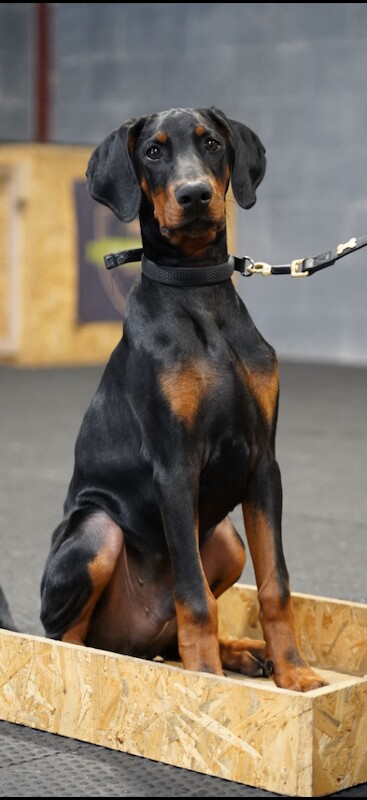 Male kc reg Doberman for sale