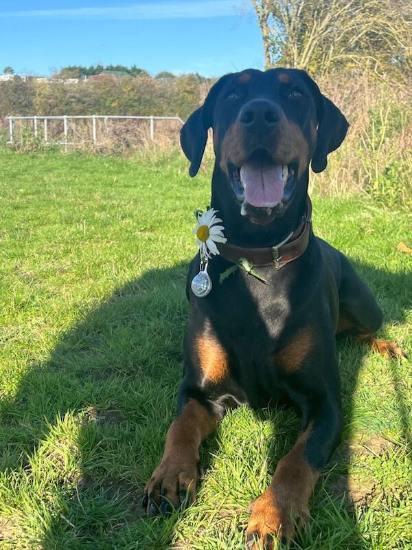 Kennel Club Registered Doberman Puppies For Sale