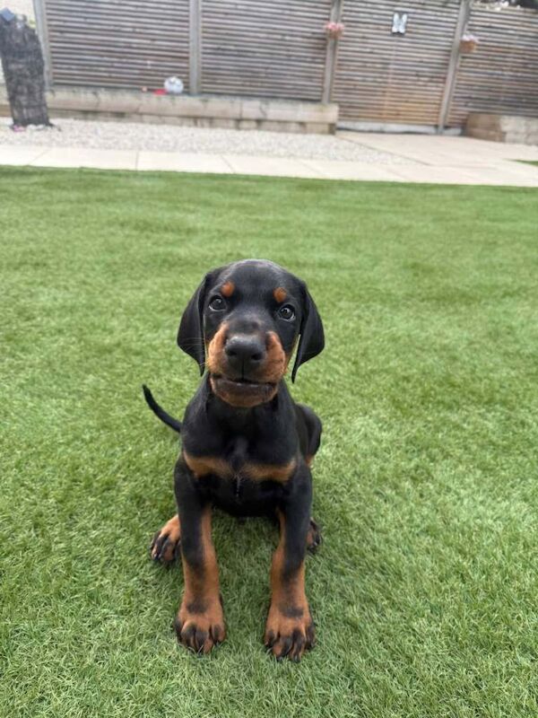 Doberman Puppies For Sale