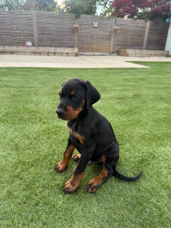 Puppy For Sale - Image 2 of 4