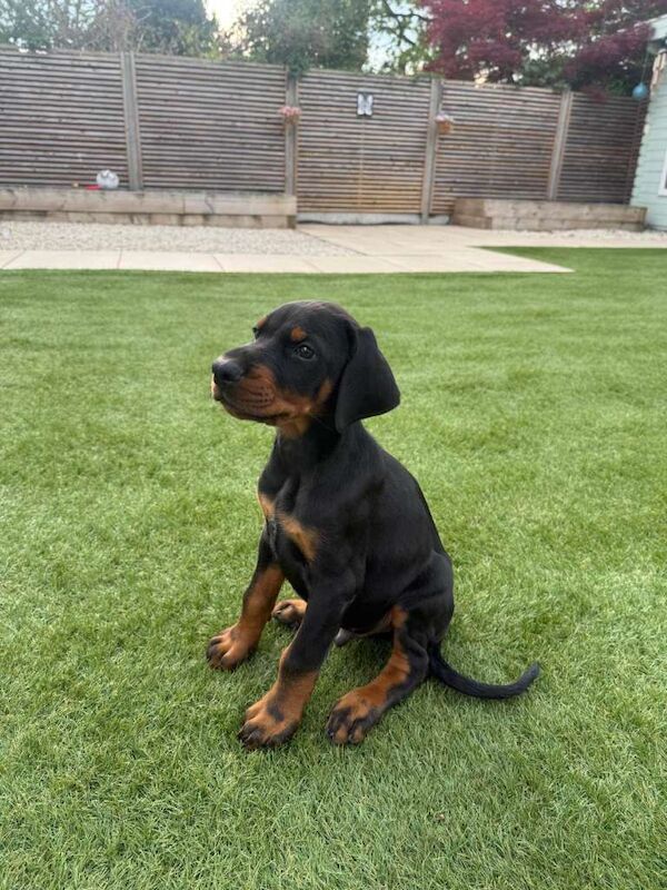 Puppy For Sale - Image 3 of 4