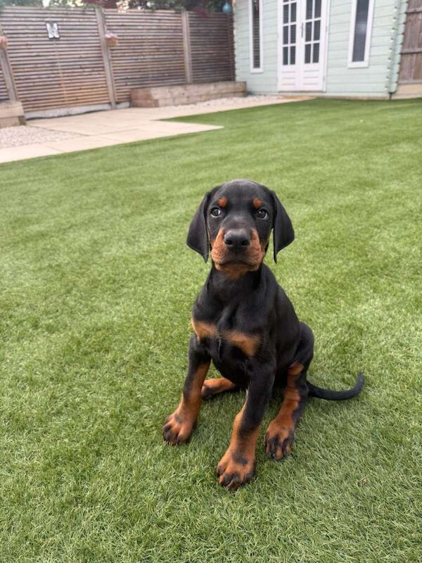 Puppy For Sale - Image 4 of 4