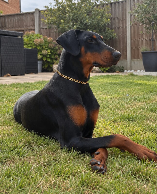 Pure Breed Female Dobermann