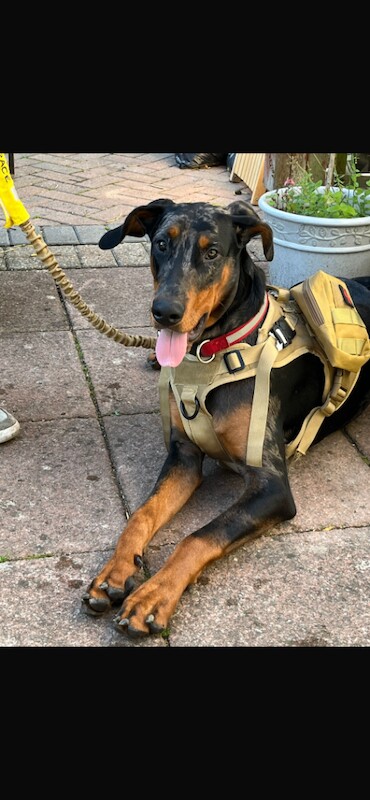 Rehoming due to new job